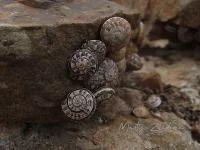 Oostelijke canarische tuinslak [Theba geminata]